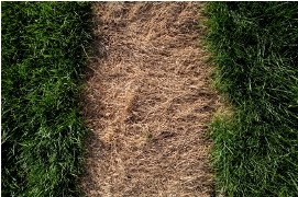 grassblog